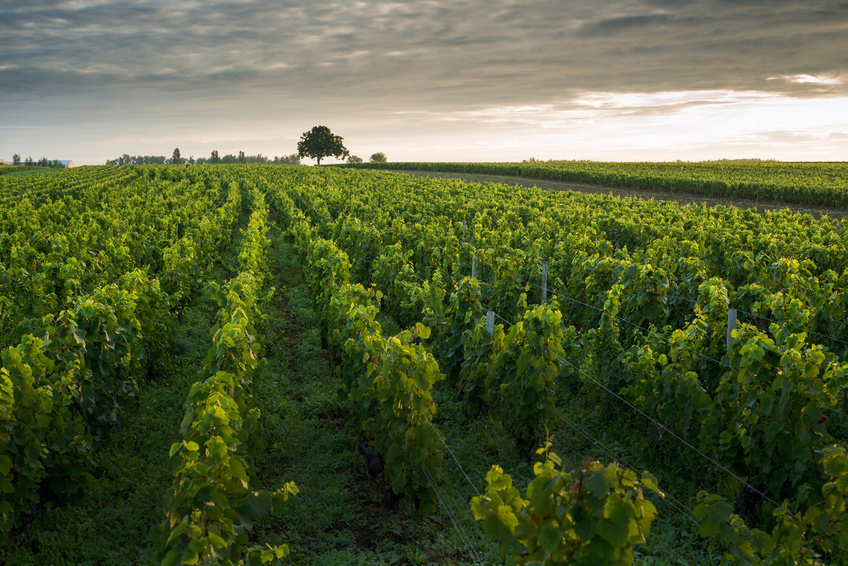 Agriculture & Irrigation Management